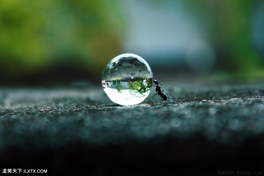 8.The Ants Dream by Rakesh Rocky